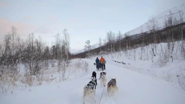 Oliviaのインスタグラム：「it's the dog in you ❄️#tromso」