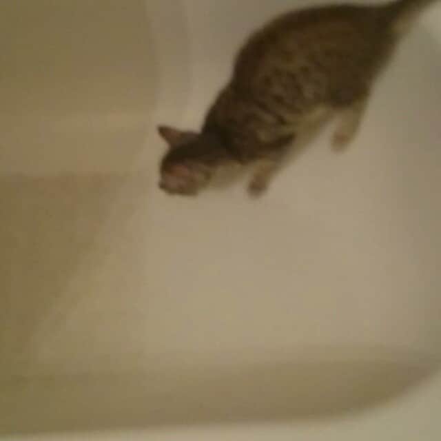 タイタンのインスタグラム：「Bath time!  #titanmiraclekitten #kittensforever #kitty #kitten #kittens #catlovers #cute #catlove #catsofinstagram」