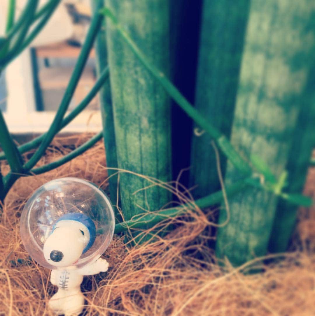 ピーナッツ カフェのグルメインスタ