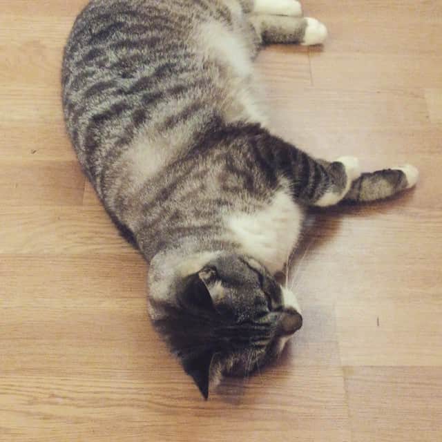 Spangles The Cross Eyed Kittyのインスタグラム：「Being handsome and lazy :) #spangles #crosseyed」