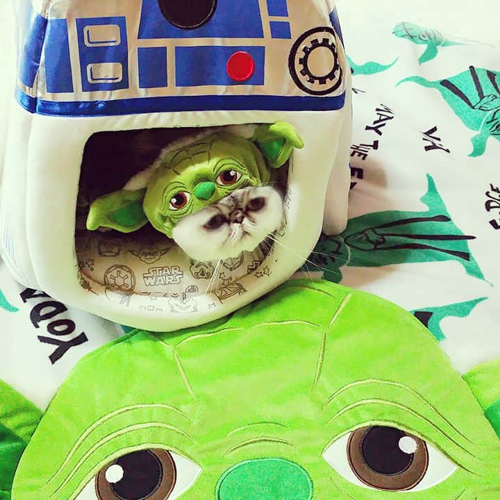 ♡マム♡のインスタグラム：「. . ✨❇Finally today published🎬🎥✨❇ . . STAR WARS💫 (The Force Awakens) . . May the force be with you… . . . ヨコた➰んらるちゃんの後ろに隠れてないで出ておいで😫💦 . にぃにの替わりにパダワンらるむが宣伝させて頂きましゅよ!!!! . 本日公開♡Star wars フォースの覚醒❇ . みんな映画館へ急ぐでしゅ💗💕💗💕(ら . .」