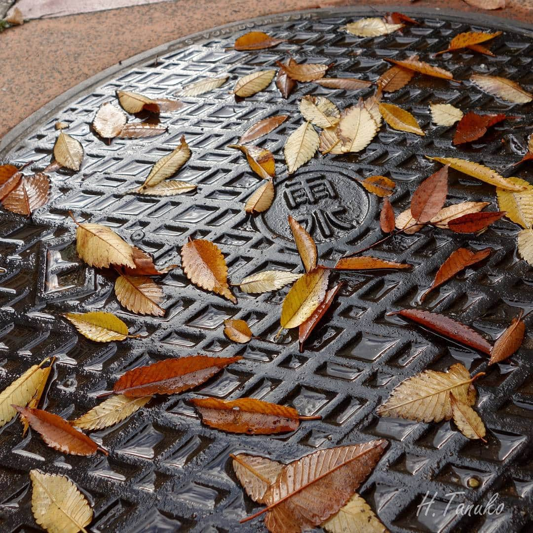 たぬこさんのインスタグラム写真 - (たぬこInstagram)「﻿rainy day location: Chiba, Japan」12月22日 0時34分 - hirobotanuko