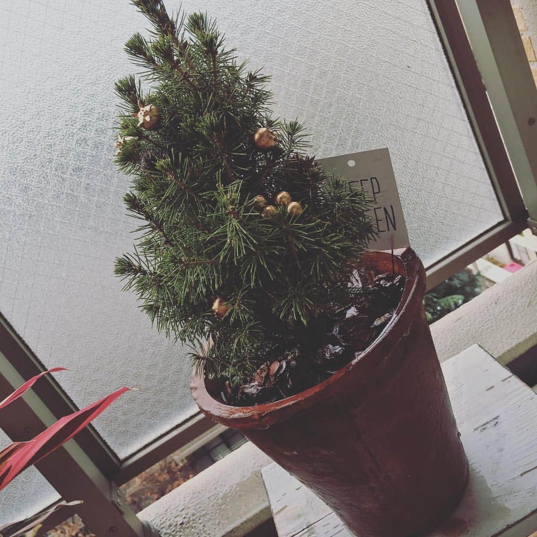 笛木優子のインスタグラム：「メリークリスマ🎄🎅🎉🍷」