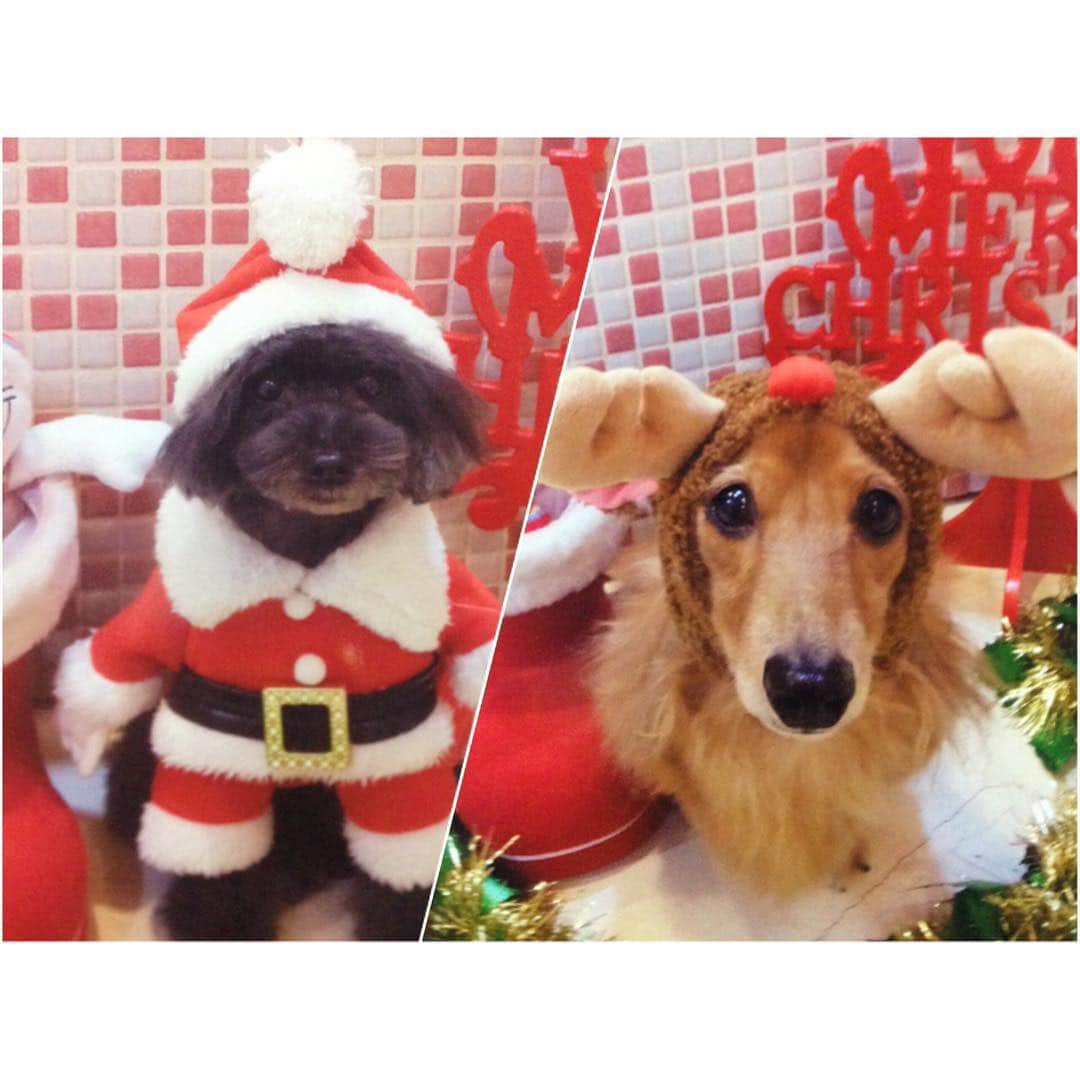 南明奈さんのインスタグラム写真 - (南明奈Instagram)「Merry Christmas🎄 @dogslifepanna さんが2人をかわいくしてくれました💖  #クリスマス #dog #犬 #ミニチュアダックスフンド #トイプードル #トイプー #犬バカ部 #ふわもこ部 #サンタさん #トナカイ #南家3兄弟」12月24日 19時54分 - akinaminami