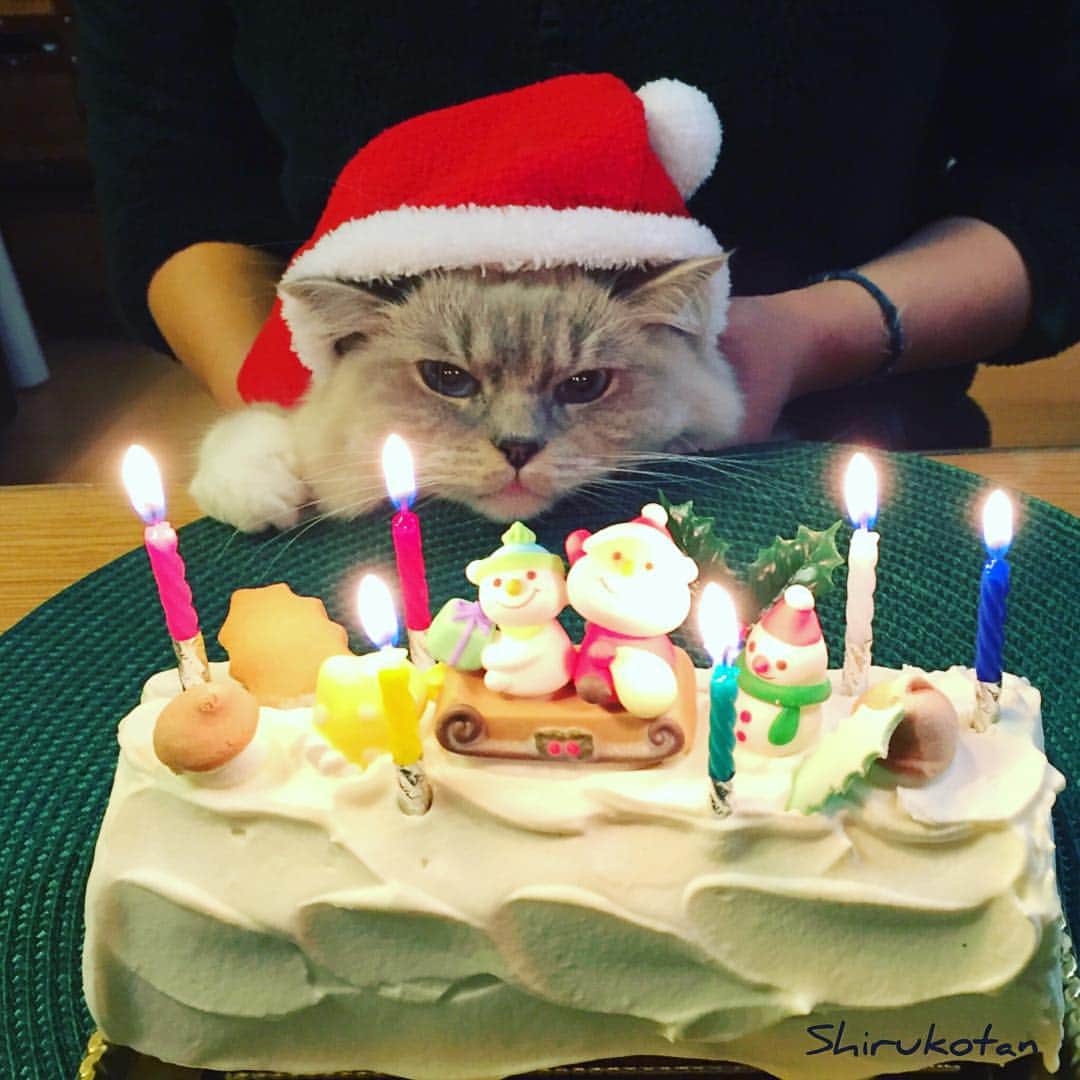 しるこさんのインスタグラム写真 - (しるこInstagram)「2015.12.25 今年はブッシュドノエルにしたの🎄✨ 小嶋ルミさんのケーキはやっぱり美味しい😋 . #オーブンミトンカフェ#小嶋ルミ #ブッシュドノエル#クリスマスケーキ #クリスマス猫パーチー #クリスマス的なやつ #gbk48 #しることおやつ #ちるこたん」12月25日 1時32分 - shirukotan