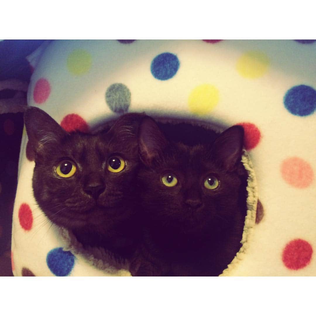 池田愛恵里さんのインスタグラム写真 - (池田愛恵里Instagram)「１匹ずつベットあるのに、２人で入ってるー💓 朝から可愛いな。もう。  #うなぎ#ぽん太 #黒猫#子猫#猫#猫自慢#仲良し」12月26日 10時06分 - ikeda_aeri