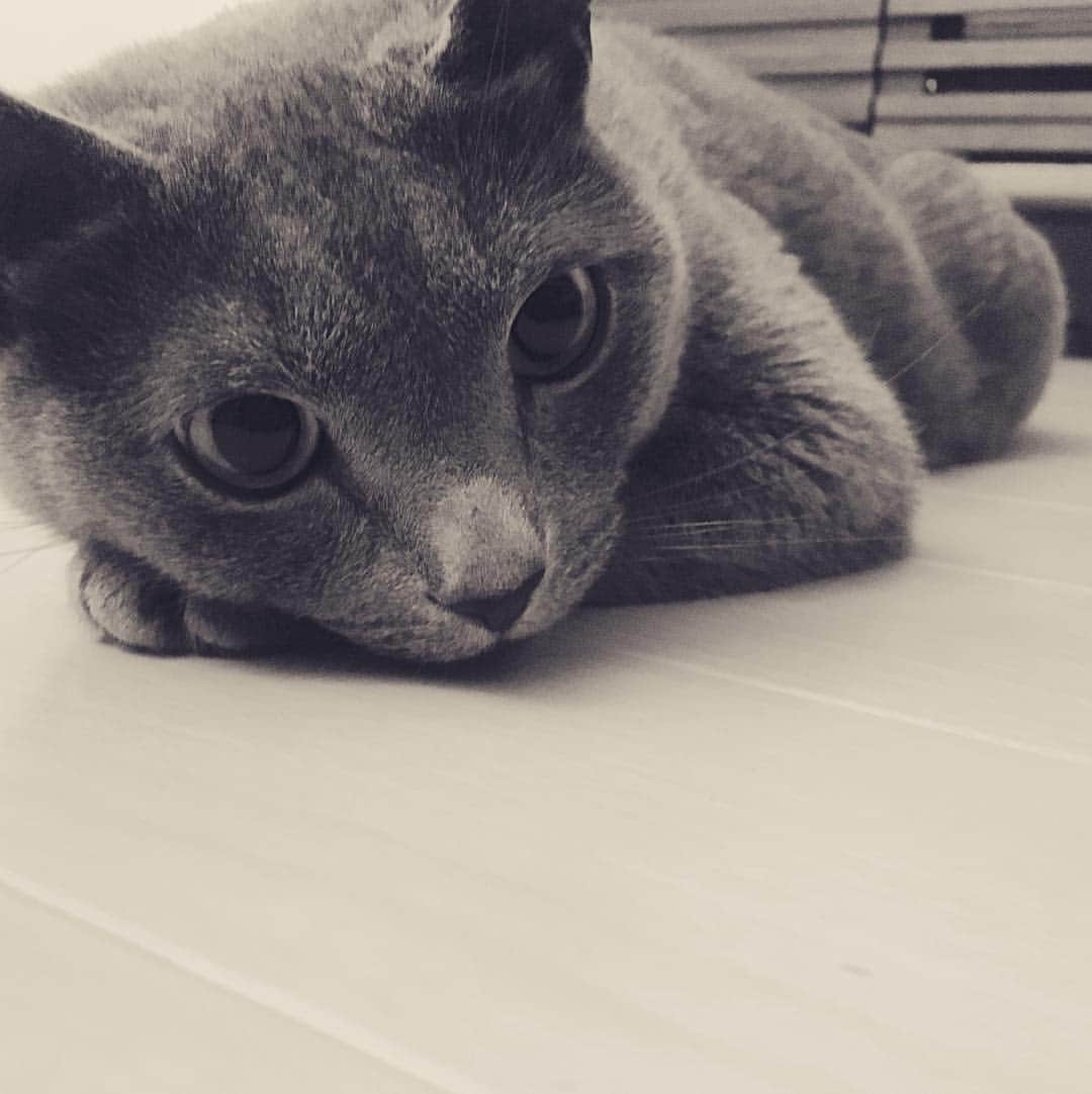 ミーちゃんのインスタグラム：「床暖房大好き😊♯cat #russianblue #neko #catsofinstagram #catstagram #猫 #ネコ #ねこ #ロシアンブルー#グレ猫倶楽部」