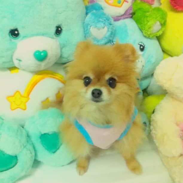 Moguのインスタグラム：「Hello IG video📹 Test!  #which bear are you most like #เพิ่งเล่นกันเสด #ลิ้นห้อย #โดนบังคับถ่าย #ฝันดีค้าา」