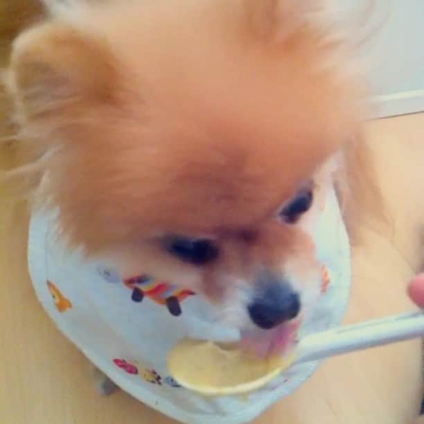 Moguのインスタグラム：「Mogu must do like this before eating😑 #เอาหัวไถชามข้าว #ทำทุกครั้งก่อนกิน #ยังกิน l/d เหมือนเดิม #กินจากช้อน #กินเองไม่เป็นต้องป้อน 😓」
