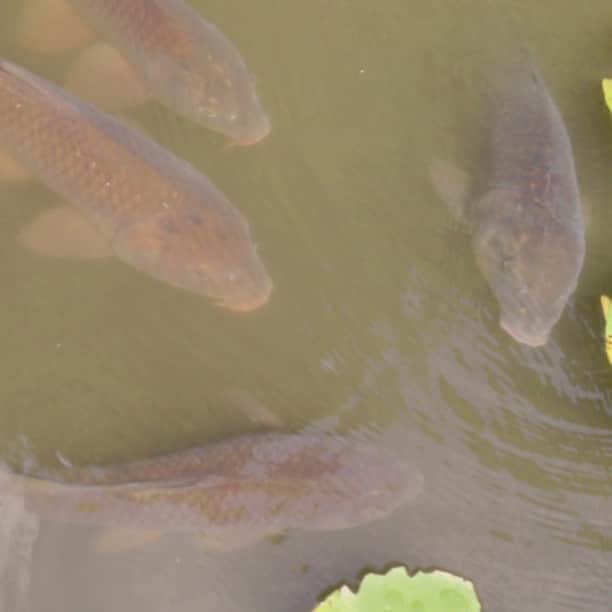 ザ壁のインスタグラム：「🐟 コイのテスト。」