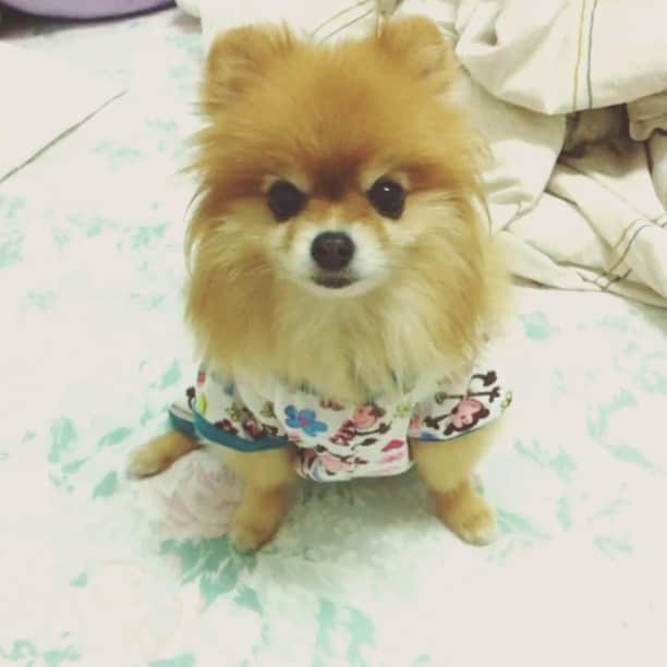 Moguのインスタグラム：「Good night😚😘🌟」