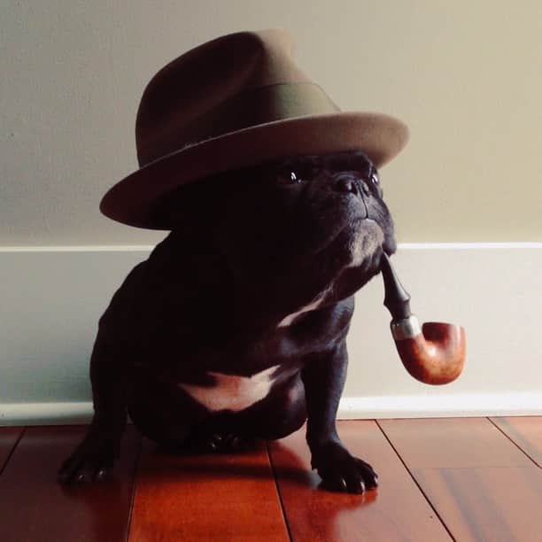 のインスタグラム：「Today, @instagram is launching their new video feature, so now you can share moving images as well as still ones! Ever wonder how @trotterpup holds a pipe in her mouth? Or how she gets the hats to balance just right? Well, in collaboration with @instagram's awesome new capability, now you can go behind the scenes of a @trotterpup photo shoot, just like this one, with video!」