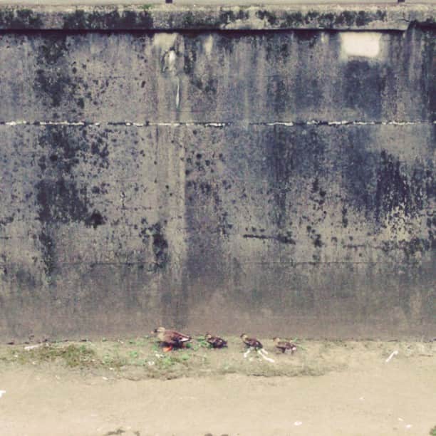 ザ壁のインスタグラム：「🐓🐥🐥🐥 カモン！ #ザ壁部」