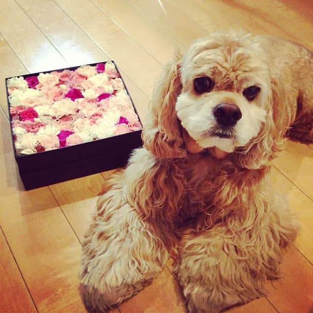 笛木優子のインスタグラム：「うちの犬！」