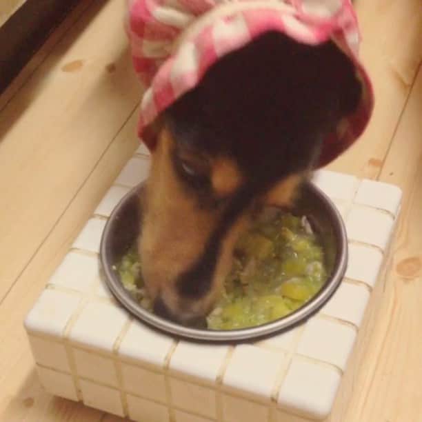 あ〜な（A-Na•̤ᴗ•̤）のインスタグラム：「Happy happy😋 Nanaco's dinner time🐶🍲 * 食物アレルギーでお肉ゼロ生活だったボンさん。再検査の結果、お肉が食べれるようになりましたー♬ * 2年半ぶりにお肉解禁の瞬間を動画に残しました🐶🍲 * 結局この後アレルギーが出てしまったので、豚肉はやめ鶏肉で様子をみています。 * 母ちゃんとボンさんの戦いはこれからも続く…なのです(^^;」