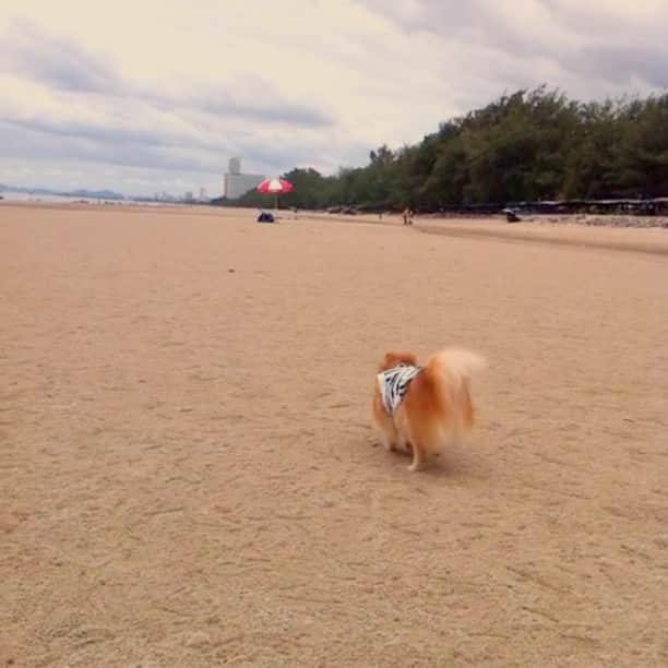 Moguのインスタグラム：「On the beach🌊🌴 Happy day everyone😚😘」
