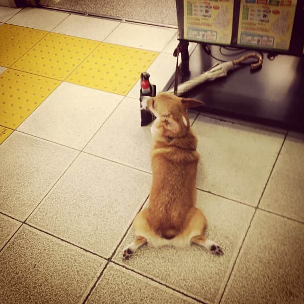 笛木優子のインスタグラム：「섹시한 자태 🐶🐶」