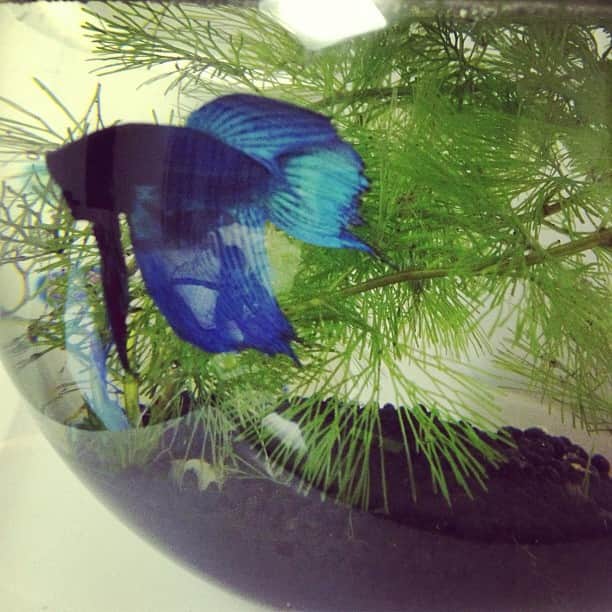 徳山武陽のインスタグラム：「Myペット#魚」