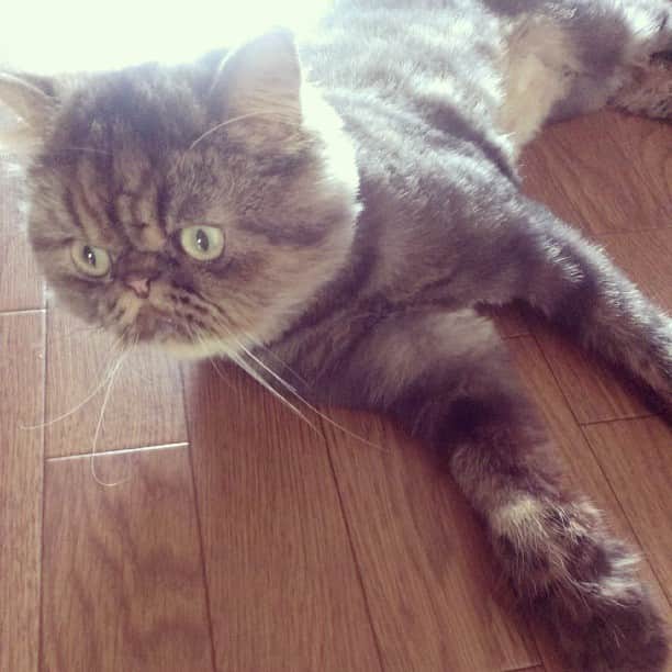 のインスタグラム：「Good morning☆meow~  It's very hot today!!! (；´∀｀) おはヨコたん♪今日はとっても暑いのにゃ～(*_*;)ダレヨコたんなのにゃ～。。。」