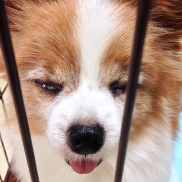 千葉一弘のインスタグラム：「#GoodMorning !! ねむいって😌 #dog #cute #bestfriend #ilovemydog #instadog #love #instagood #like #followme #smile #life #japan」