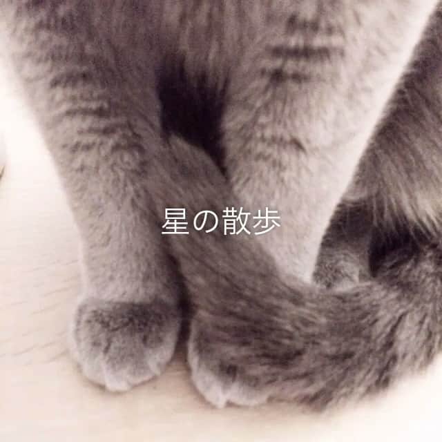 ミーちゃんのインスタグラム：「😊#cat #猫 #catsofinstagram #catstagram #neko #グレ猫倶楽部 #russianblue」