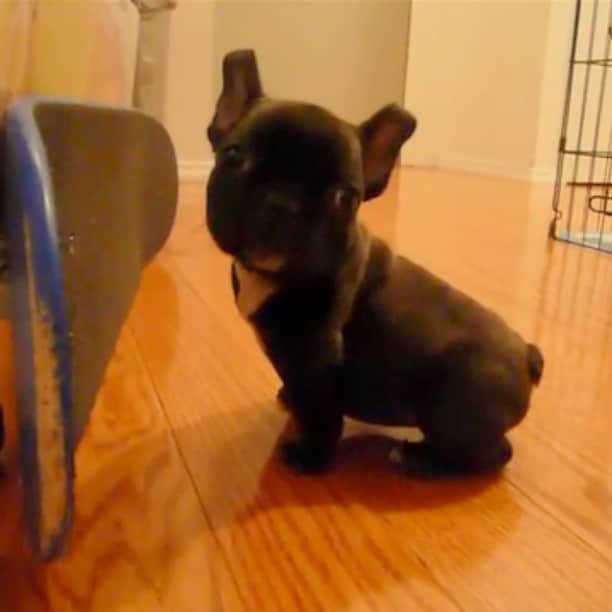 Yokoのインスタグラム：「Just a lil pup trying to see what mama was cookin' #tbt #throwbackthursday #video」