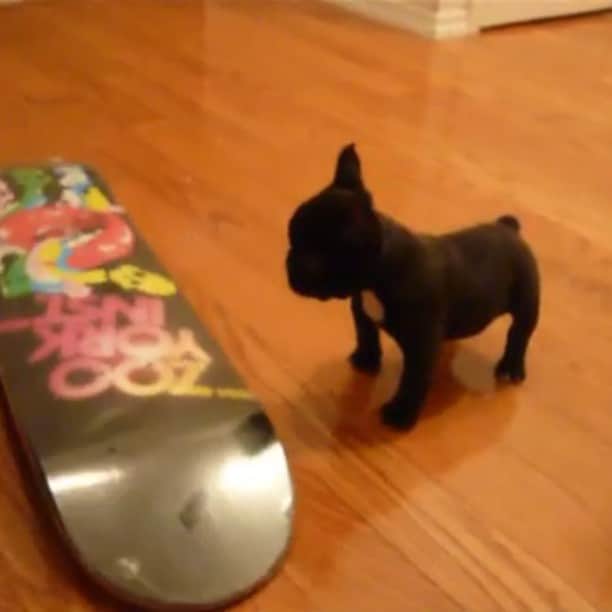 Yokoのインスタグラム：「#throwbackthursday #tbt #video #frenchie #skateboard」