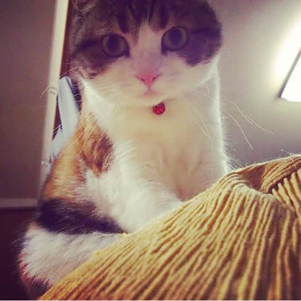 tiaichimaのインスタグラム