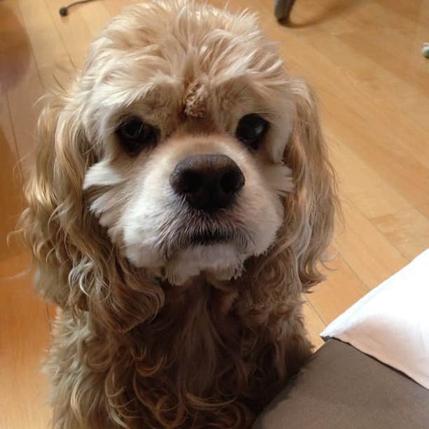 笛木優子のインスタグラム：「うちの犬、ほんとかわいい！！」