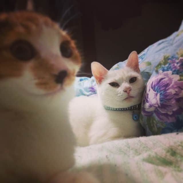 藤咲彩音さんのインスタグラム写真 - (藤咲彩音Instagram)「猫缶もらって満足気の2匹」10月25日 23時06分 - pinky_neko