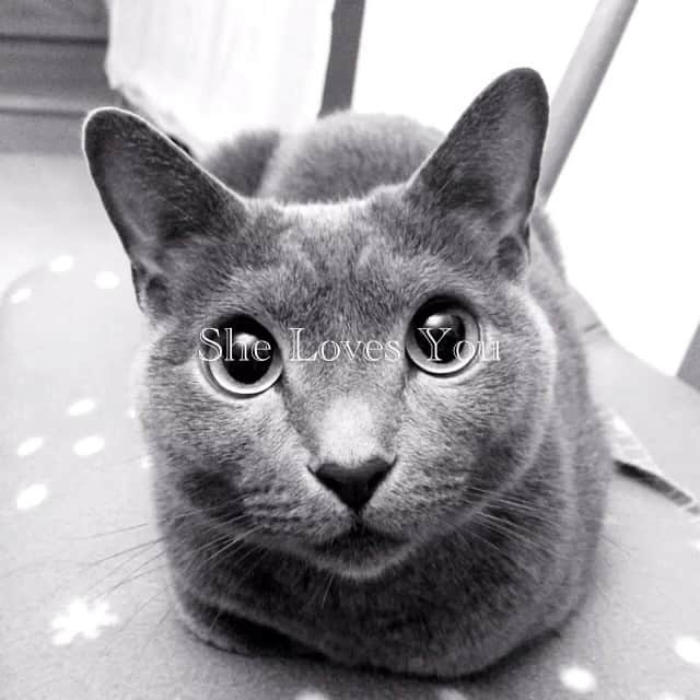 ミーちゃんのインスタグラム：「😘#cat #猫 #catsofinstagram #catstagram #neko #グレ猫倶楽部 #russianblue」
