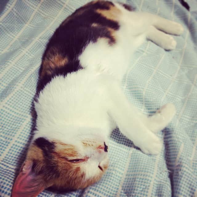 藤咲彩音さんのインスタグラム写真 - (藤咲彩音Instagram)「だいたい全長35センチくらいの三毛猫です。鼻に黒い模様があるので鼻ちょびって名前つけました」10月7日 0時45分 - pinky_neko