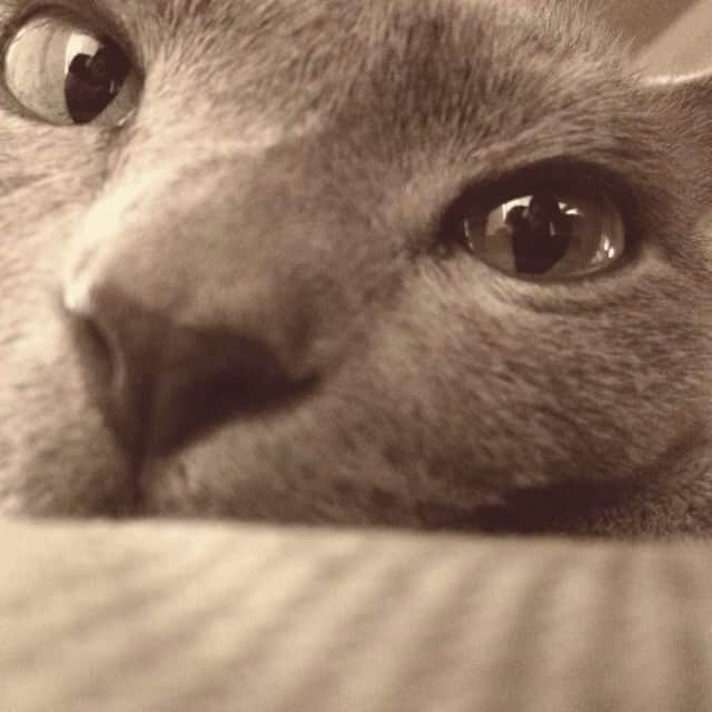 のインスタグラム：「眠る直前😊#cat #猫 #catsofinstagram #catstagram #neko #グレ猫倶楽部 #russianblue」