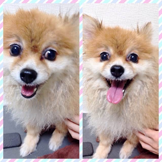 千葉一弘のインスタグラム：「シャンプ〜 乾かしてあげてる！😊 #dog #cute #bestfriend #instadog #dogoftheday #love #instagood #follow #like #followme #nice #instafollow #loveit #japan #犬」