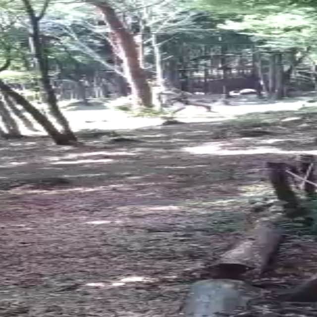 笛木優子のインスタグラム：「타잔유민🌿🍃🍀☀」