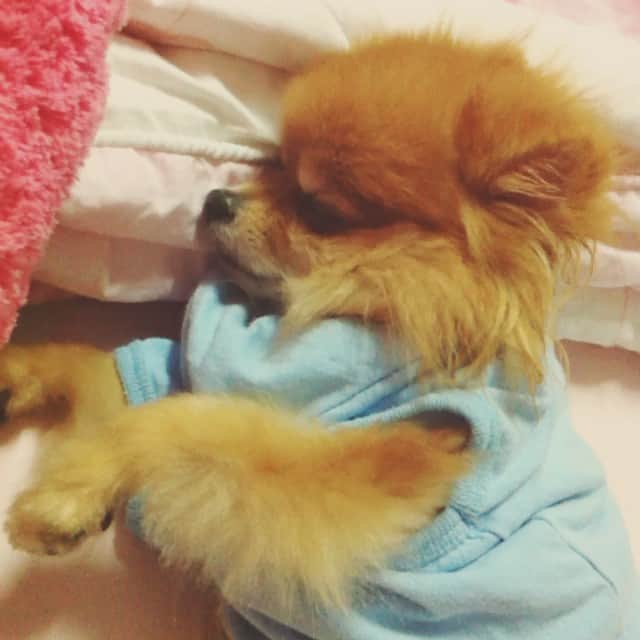 Moguのインスタグラム：「ฝนตกทั้งวัน อยากจะนอนทั้งวัน🐻😪」