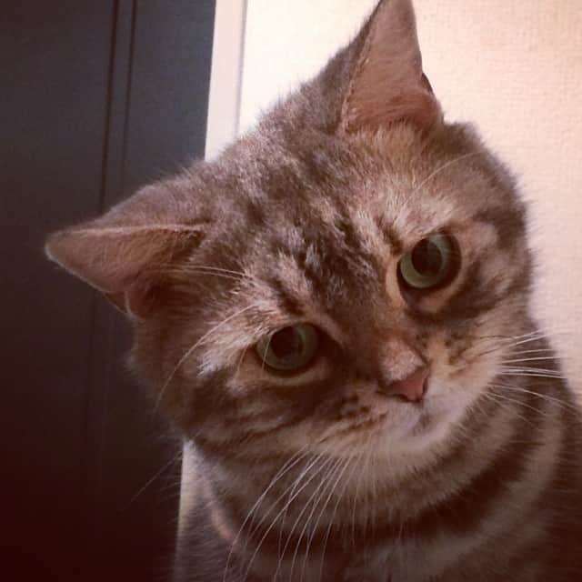 なごむさんのインスタグラム写真 - (なごむInstagram)「反則技。  #この角度 #メロメロ」11月18日 23時38分 - matsumotoooooo