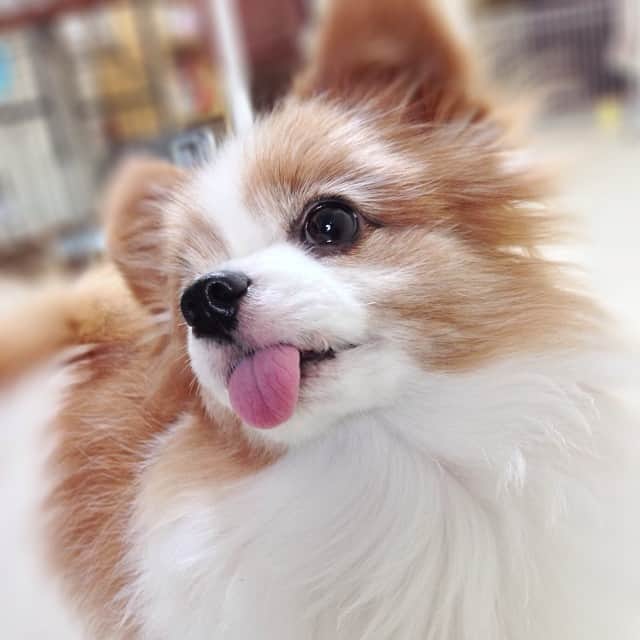 千葉一弘のインスタグラム：「😆💓 #dog #cute #instadog #love #instagood #like #photooftheday #followme #happy #smile #friends #instalike #instafollow #nice #family #photo #baby #loveit」