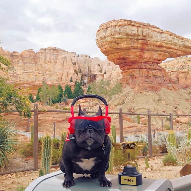のインスタグラム：「Showing off my #Disneyside at @Disneyland. I always win at life.」