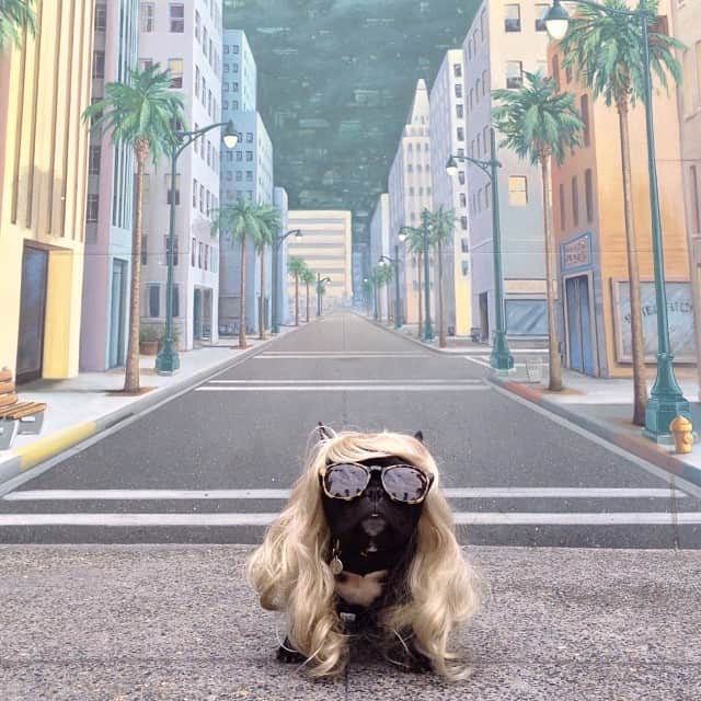 Trotterさんのインスタグラム写真 - (TrotterInstagram)「Next stop, Hollywood! Now where's my movie deal? #disneyside」11月6日 7時17分 - trotterpup