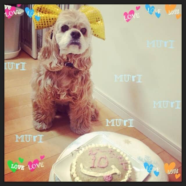 笛木優子のインスタグラム：「犬用ケーキ作りました🍰🎂 강아지용 케이크 만들어봤어요」