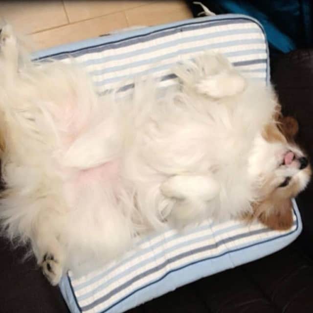 千葉一弘のインスタグラム：「爆睡なぅ、それとも寝たふりか、また。。 #dog #cute #instadog #dogoftheday #instapets #love #instagood #like #friends #tweegram #life #instafollow #baby #loveit #instalove #japan #tokyo」