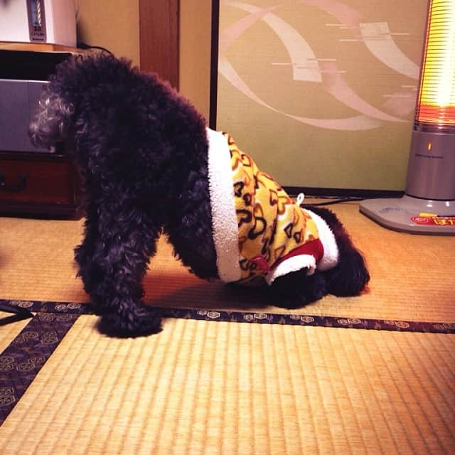 中村健人さんのインスタグラム写真 - (中村健人Instagram)「Are you cold? No It's warn! #mydog」11月28日 22時04分 - kentobento1016