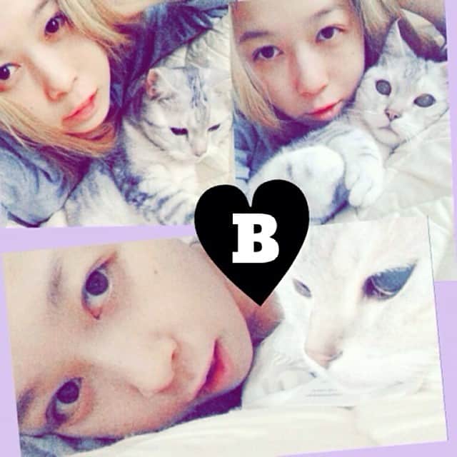 川瀬智子さんのインスタグラム写真 - (川瀬智子Instagram)「♥︎B♥︎ #cat」12月11日 12時12分 - tommytomokokawase