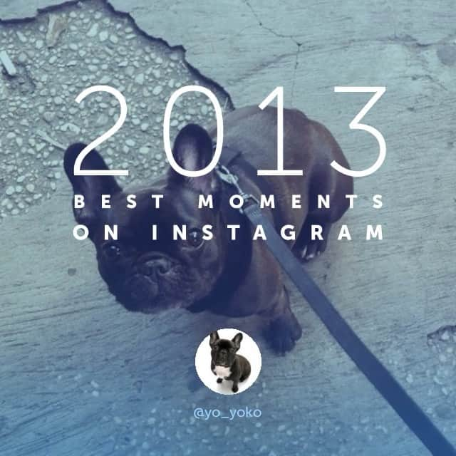 Yokoのインスタグラム：「Bye 2013! It was a pawsome year!」