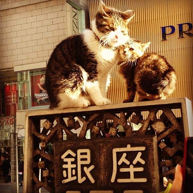 笛木優子のインスタグラム：「銀座にて。 ニャンコ。🐱🐱💕」