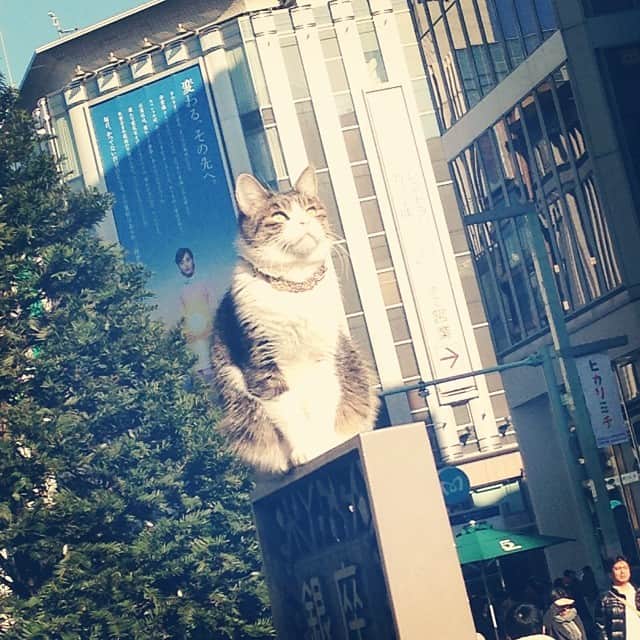笛木優子のインスタグラム：「そして、強い眼差し、、、✨✨✨」