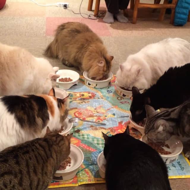 w＠sabiのインスタグラム：「Cat cafe  Cateriam  #catcafe #猫カフェ」