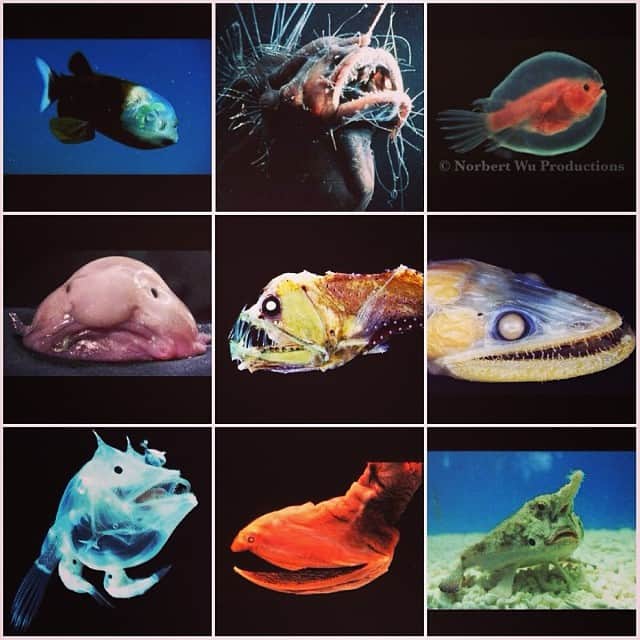 渡部麻衣さんのインスタグラム写真 - (渡部麻衣Instagram)「深海魚がたまらなく好き。 深海魚をたくさん見たい。 #気持ち悪い#可愛い#深海魚#不思議」1月17日 0時25分 - mmaaiipp