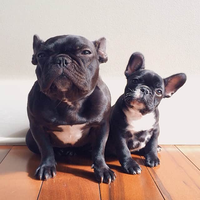 Trotterのインスタグラム：「Meet my new little brother, @winter!」